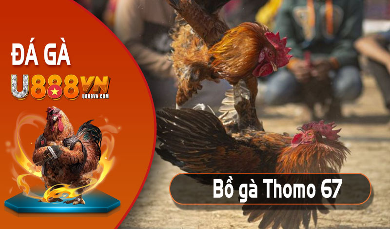 Bồ Gà Thomo 67 - Chính thức