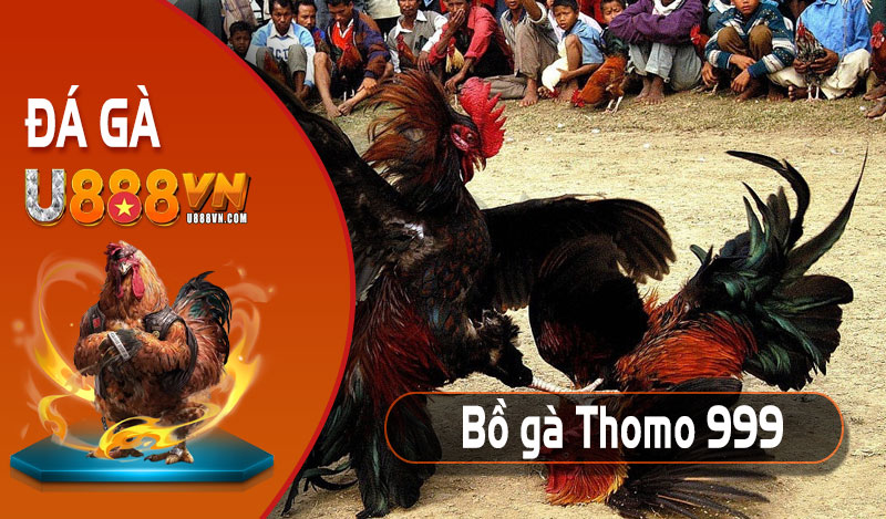 Kịch tính với Bồ gà Thomo 999